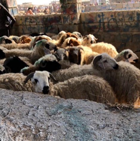 Des moutons pour revivre après Daech !